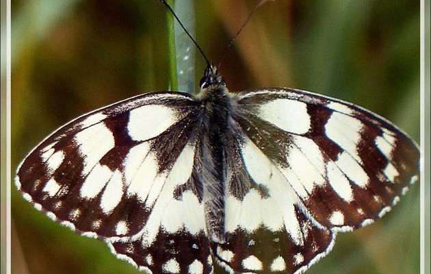 Papillon Demi-deuil (Melanargia galathea) - Saint-Martin-en-Ré - Ile de Ré - 17