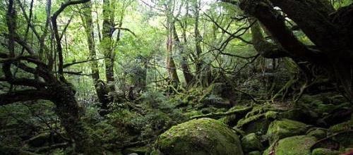 Yakushima-island Shiratani Unsuikyo