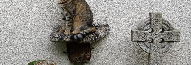 Dimanche c'est chat