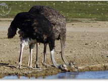 Autruche d'Afrique (Struthio camelus) - Struthioniformes