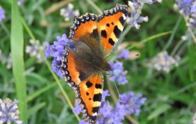 un papillon ...