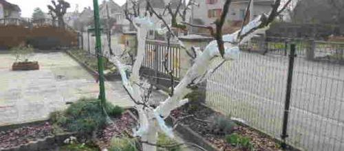 Balade dans mon jardin 