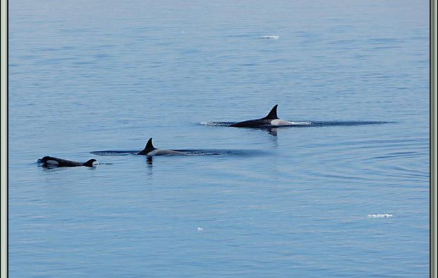 Paradise Bay: rencontre avec des orques épaulards (Killer Whale) - Péninsule Antarctique