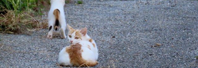 rencontre avec des minous