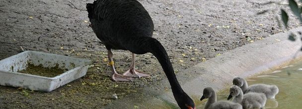 Naissances de bébés cygnes noirs à la Ménagerie du Jardin des Plantes