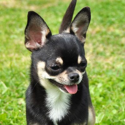 Les Perles des Dunes