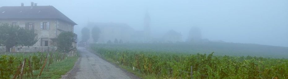 Une balade dans les vignes de Chignin 