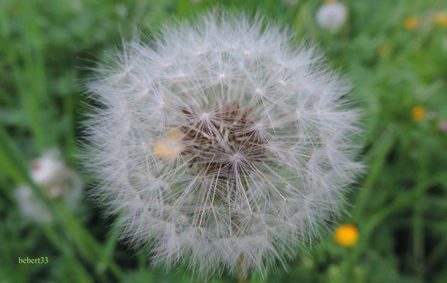 l'eurovision en fleur !  lol 