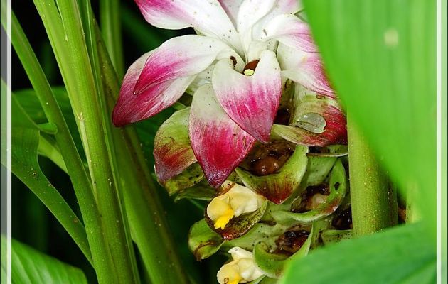 Fleur de Curcuma - Nosy Be - Madagascar