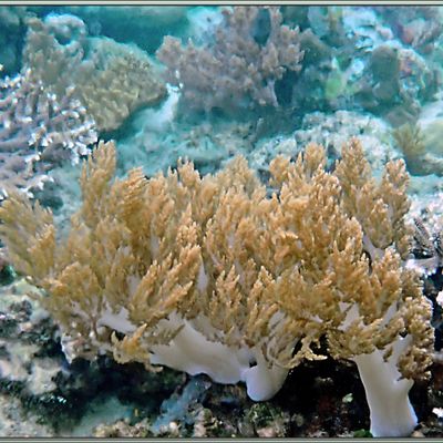 Cette séance de 1 heure de snorkeling (PMT) aux alentours de la cascade Kiti-kiti se termine - Fakfak Regency - West Papua Province - Indonésie