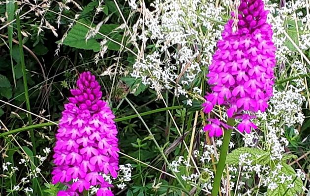 Un bel orchis