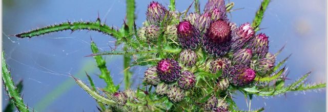 Cirse des Marais (2) - Cirsium palustre