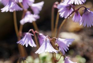 soldanella 'spring symphony'