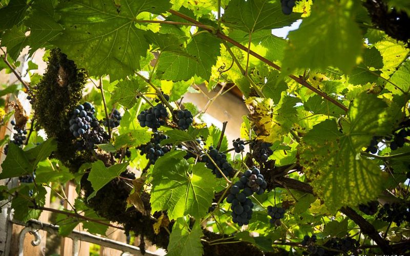 Le temps des vendanges - 1 -