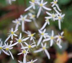 Saxifraga fortunei 'Rubrifolia'