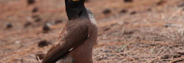 Quelques oiseaux de la Réunion