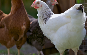 Les besoins des poules lors des fortes chaleurs