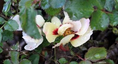 Premières roses