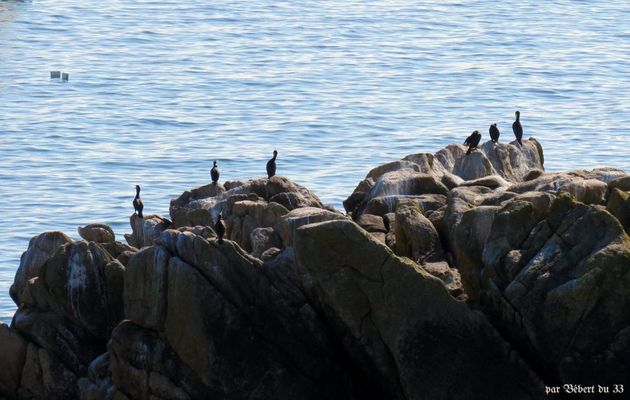 des cormorans et ...