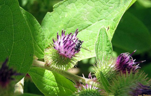 une fleur et une bébète 