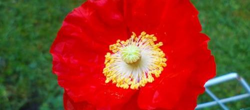Rouge coquelicots