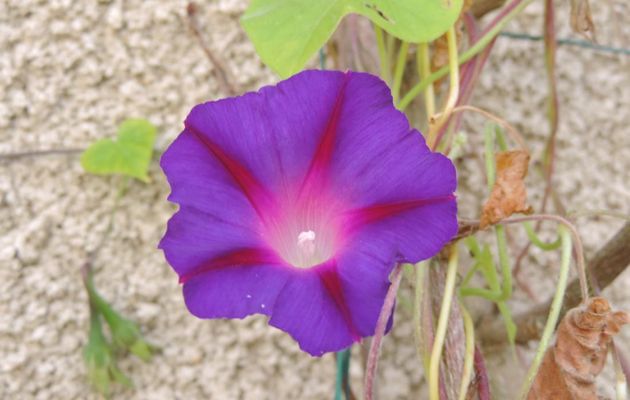 un effet sur une fleur