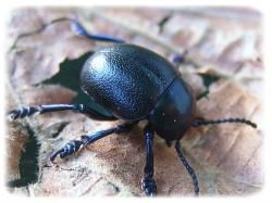 Timarcha goettingensis