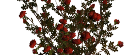 ѼVegetation