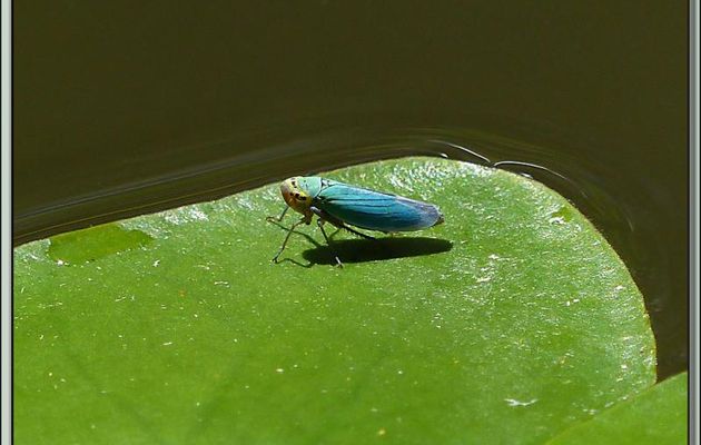 Cicadelle verte, ici le mâle qui, en fait, est bleu (Cicadella viridis) - Lartigau - Milhas - 31