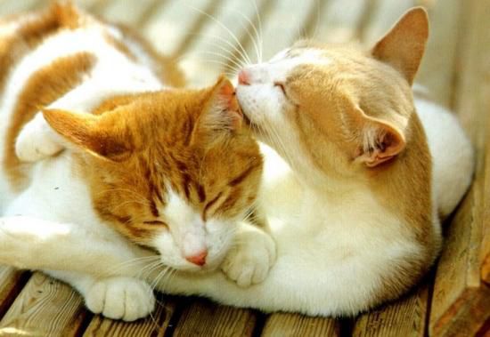 Extraits de livres lus : Les 3 émotions qui guérissent, Amour, Gratitude, Foi., La Gratitude (2)