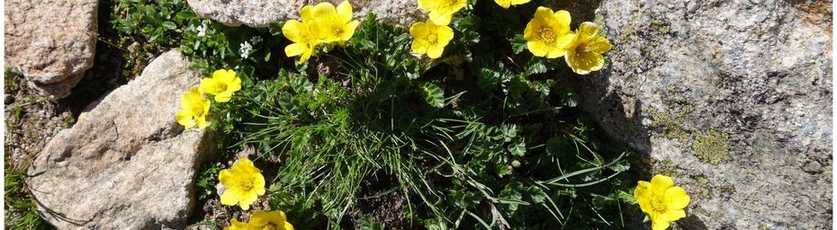 Fleurs de montagne dans le Val d’Azun #2