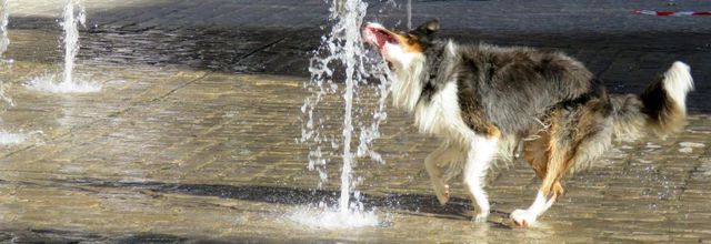 un chien qui s'amuse ... 