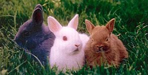 AU CLAIR DE LA LUNE (TROIS PETITS LAPINS) 