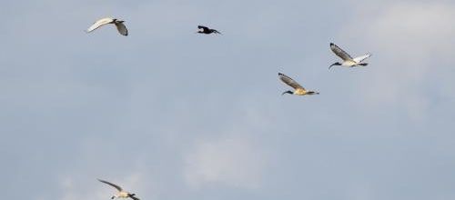 ... v'là des ibis...