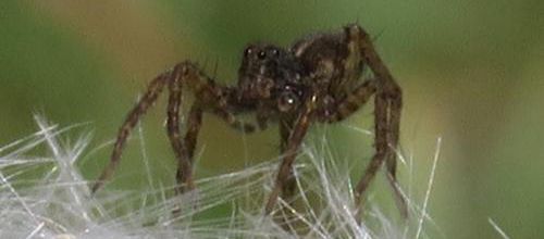 Au fil des araignées, au fil de la vérité 1