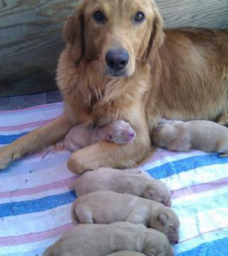 Des chiens de ma chienne. (suite et fin