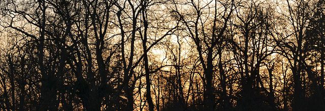 Coucher de soleil en forêt de Rambouillet