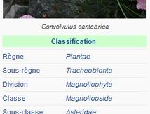 Liseron des cantabriques - Convolvulus cantabrica