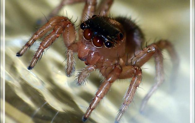 Araignée sauteuse (Saitis barbipes) femelle - La Couarde-sur-Mer - Île de Ré - 17