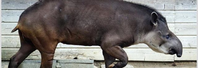 Tapir Terrestre (1) - Tapirus terrestrus