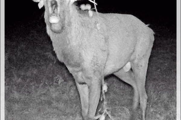 Brame du cerf : copie d'écran de vidéo nocturne, 23 au 24 septembre - Lartigau- Milhas - 31