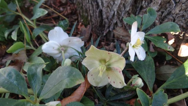 Les Fleurs de la Fin de Semaine