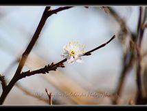 Floraison d'automne...