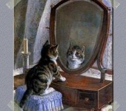 Chat se reflète dans un miroir