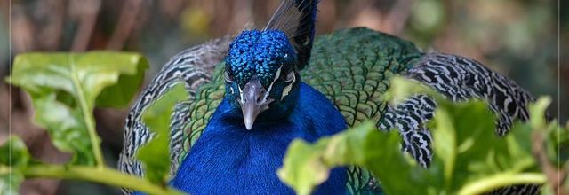Lac Daumesnil, bois de Vincennes : le paon bleu