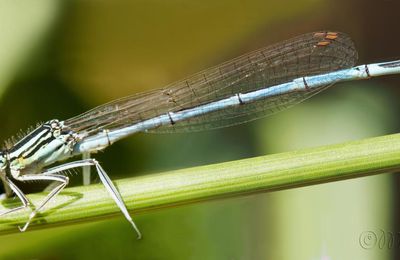 Agrion à larges pattes (Platycnemis pennipes) ♂