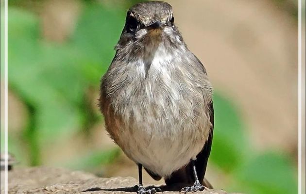 Un petit oiseau-baigneur indéterminé - Jardin Kirstenbosch - Cape Town - Afrique du Sud