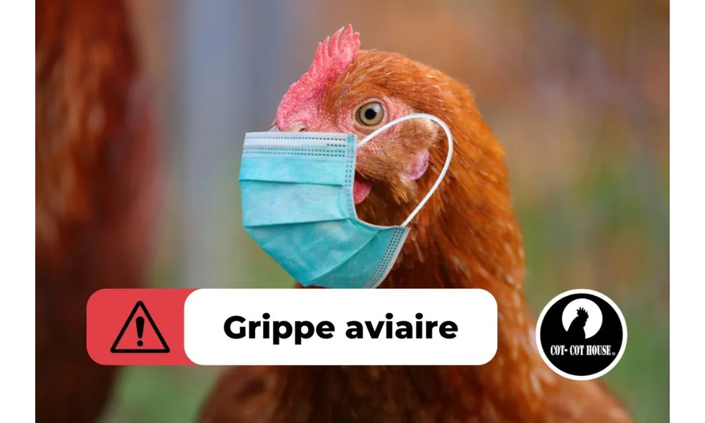 Grippe aviaire : la France vaccine ses poules à l’ARNm… au risque d’anéantir sa filière avicole