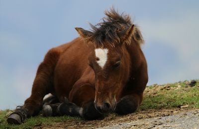 Pottok – Poney Basque