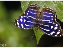 Myscelia cyaniris - Nymphalidae - Costa Rica